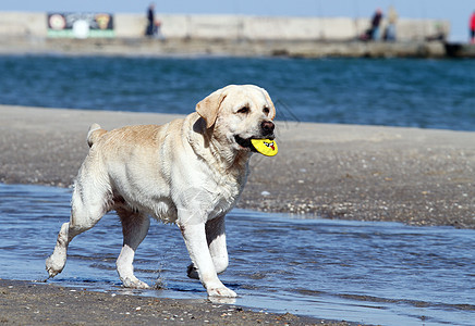黄拉布拉多在海上玩耍天空幸福黄色波浪海滨宠物太阳朋友猎犬晴天图片