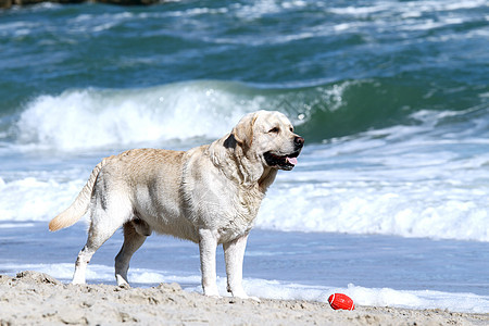 黄拉布拉多在海上玩幸福白色天空波浪太阳宠物海滨晴天黄色猎犬图片