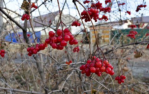 秋末在布什河上吃成熟的生菜莓季节衬套感冒药食物枝条药品健康饮食咳嗽水果浆果图片