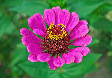 Echinacea 色彩多彩的花朵盛开的大花朵 缝合三叶草花园植物叶子花瓣草本植物宏观园艺草地紫色图片
