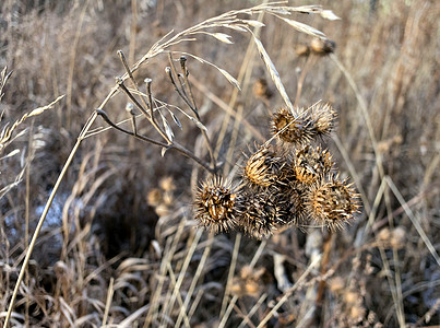 秋末的布洛克干种子植物群植物学季节草本植物棕色荒野宏观杂草植物场地图片