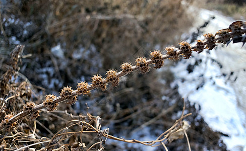 冬天野草的干枯尾巴 在清晨的阳光下乡村植物季节性稻草背景环境景观自然光场地生命图片
