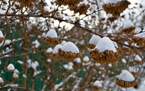 灌满雪的布什上的干种子季节植物群荒野衬套天气雪堆场景棕色温度花序背景图片