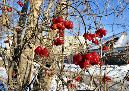 秋末在布什河上吃成熟的生菜莓季节荚蒾感冒药食物植物群水果浆果药物治愈药品图片