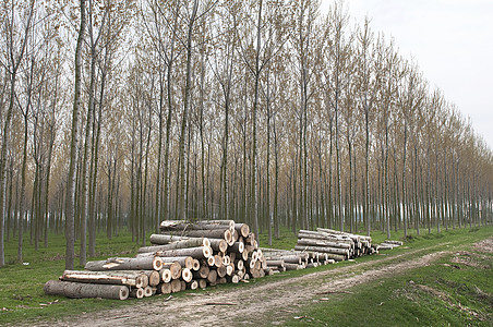 木柴堆日志森林橡木木材记录材料硬木柴堆活力树干图片