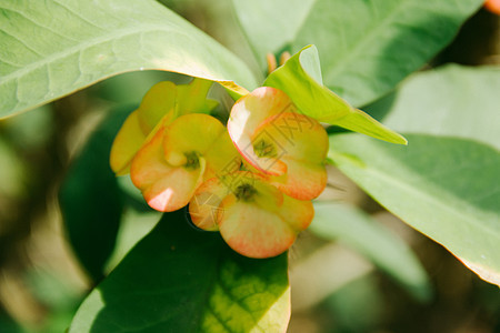 粉红色和绿色的花朵红色植物花瓣白色植物群公园粉色叶子花园图片