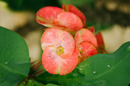 粉红色和绿色的花朵叶子植物群红色花园白色植物公园粉色花瓣图片