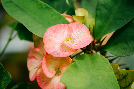 粉红色和绿色的花朵红色植物群花园植物花瓣白色粉色公园叶子图片