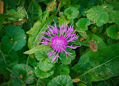 野生草原植物盛开 花朵粉红园艺紫色荒野叶子绿色花瓣粉色花园树叶植物群图片