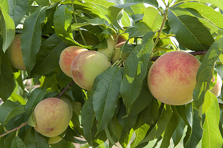 桃桃子植物群农业收成营养花园食物农场园艺叶子饮食图片
