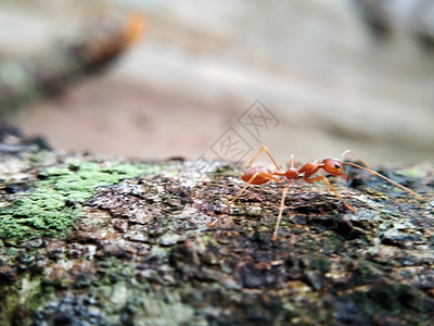 在树上行走的红色蚂蚁工人森林黑色绿色叶子植物漏洞木头团队宏观图片