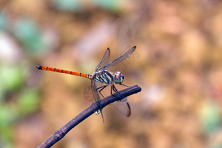 在树枝上关紧龙蝇岛植物动物群眼睛昆虫野生动物翅膀蜻蜓花园漏洞绿色图片