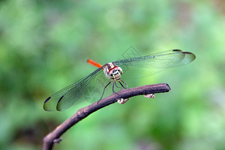 在树枝上关紧龙蝇岛蜻蜓植物漏洞绿色生活野生动物眼睛翅膀昆虫花园图片