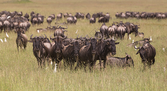 在东非坦桑尼亚塞伦盖蒂国家公园放牧的野生动物生态旅游草原旅行公园野马哺乳动物马赛牛羚栖息地马拉图片