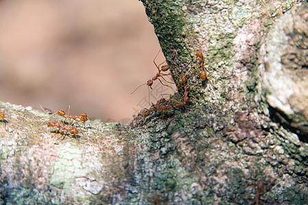 红蚂蚁在树上行走团队植物漏洞白色旅行野生动物绿色探索工人花园图片