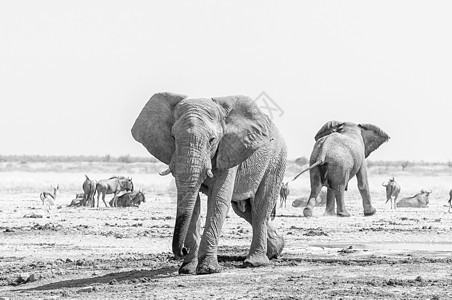 两只非洲单色大象 蓝野生和春虫图片