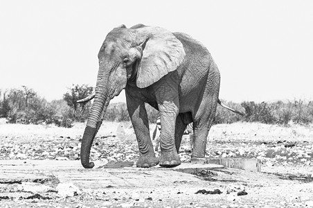 非洲单色大象 非洲洛克索多安大象图片