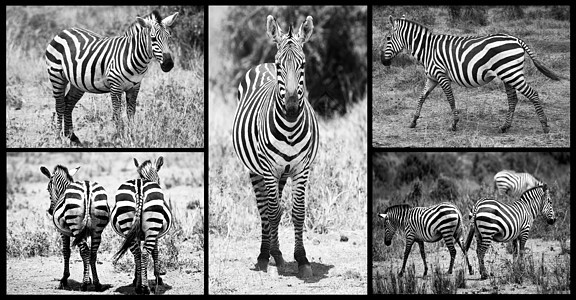 肯尼亚非洲Zebra采集公司图片