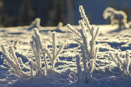 雪山脉仙境树木图片