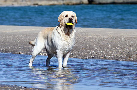 黄拉布拉多在海上玩波浪晴天宠物猎犬朋友海滨黄色幸福白色太阳图片