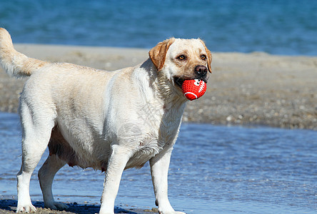 黄拉布拉多在海上玩耍宠物黄色晴天朋友幸福猎犬天空太阳海滨波浪图片