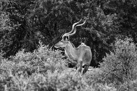 单色 Kudu 公牛浏览图片