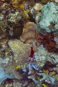 色彩多彩的珊瑚礁纹理图片
