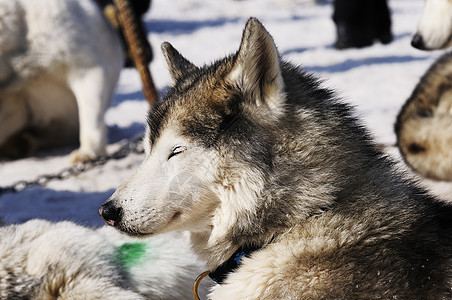 雪中西伯利亚胡斯基犬类鼻子良种动物外套眼睛哺乳动物蓝色小狗荒野图片