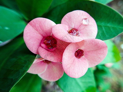 粉红色和绿色的花朵花瓣白色红色叶子植物群植物粉色公园花园图片