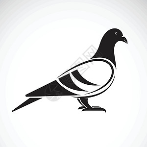 白色背景下鸽子设计的矢量 鸟 动物  V图片