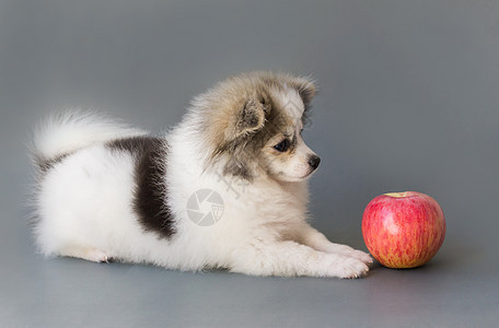 近身可爱的罗马狗 在灰色背景下吃红苹果黑色动物饮食小狗犬类水果红色宠物哺乳动物白色图片