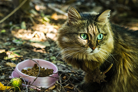 猫看着你的眼睛毛皮野猫流浪荒野老虎猫咪加托黄色动物宠物图片