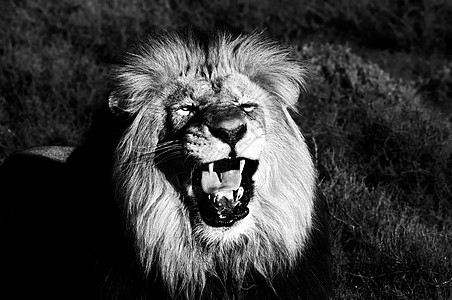 喀拉哈里狮 豹列 单色图片