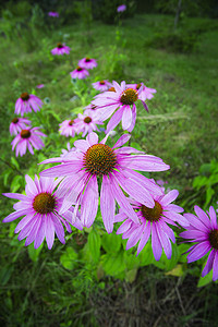 清净草本医疗紫丁香花坛红色花瓣树叶菊科叶子绿色图片