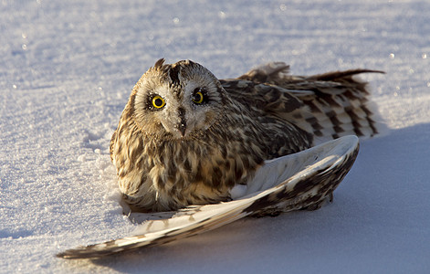 受伤的短耳猫头鹰荒野翅膀眼睛康复野生动物动物图片