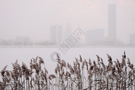 叶卡捷琳堡 城市池塘岸边雪地里的芦苇图片