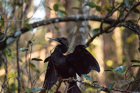 女性Anhinga鸟叫鸟类保护区尖嘴湿地沼泽野生动物羽毛蛇鸟动物背景图片