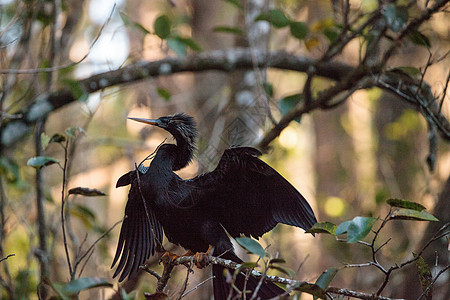 女性Anhinga鸟叫鸟类羽毛尖嘴动物湿地保护区沼泽蛇鸟野生动物图片