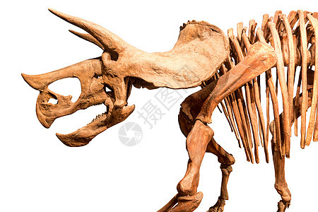 的骨骼 孤立背景古生物学身体捕食者科学哺乳动物恐龙历史灭绝化石怪物图片
