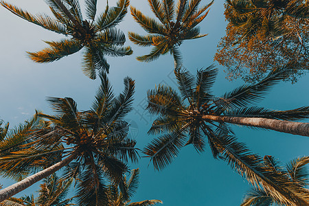 与蓝天相对的椰枣树情调手掌异国海景旅行树木叶子套件椰子植物图片