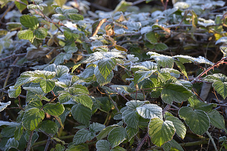 冬天的冰霜草地场地天气冻结磨砂植物群季节刀刃叶子公园图片