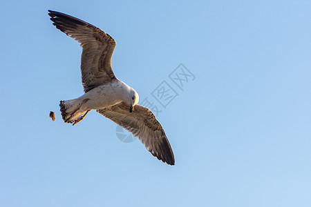 海鸥在嘴上带着面包屑飞翔翅膀面包海岸蓝色文化动物航班羽毛野生动物火鸡图片