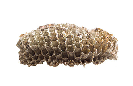 蜂蜜蜂蜡蜂窝图片