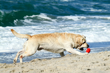 奔向海洋的黄色拉布拉多白色晴天天空朋友宠物波浪猎犬幸福太阳海滨图片