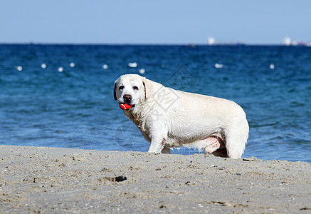 黄色的拉布拉多人奔向大海猎犬晴天幸福波浪朋友海滨天空宠物太阳白色图片