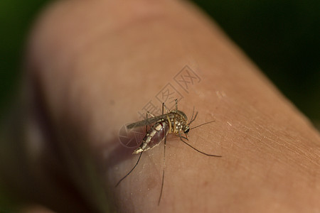 蚊子饮用鲜血图片