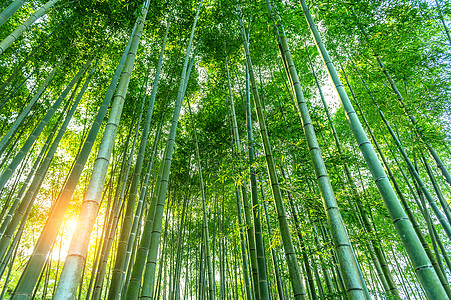 竹林 自然背景植物花园小路环境森林太阳热带阳光木头场景图片