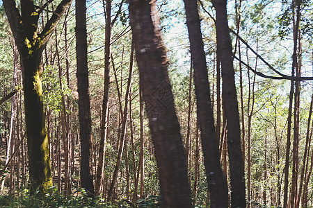 松林林环境松树山脉季节日落荒野爬坡位置旅行美化图片
