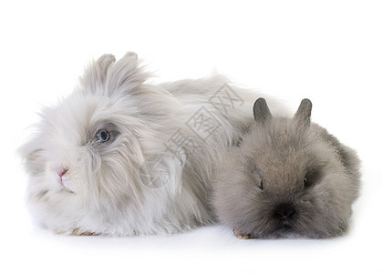 演播室里的侏矮兔子农场白色宠物苍蝇工作室成人动物灰色长发图片