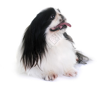 在演播室的北京狗工作室宠物毛皮小狗黑色长发白色动物图片